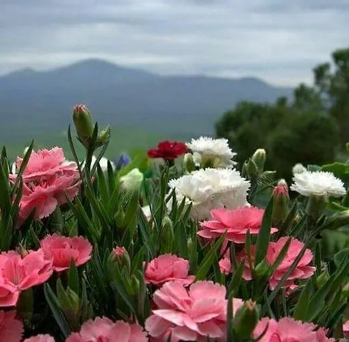 Pine Hill Marmaris * İçmeler