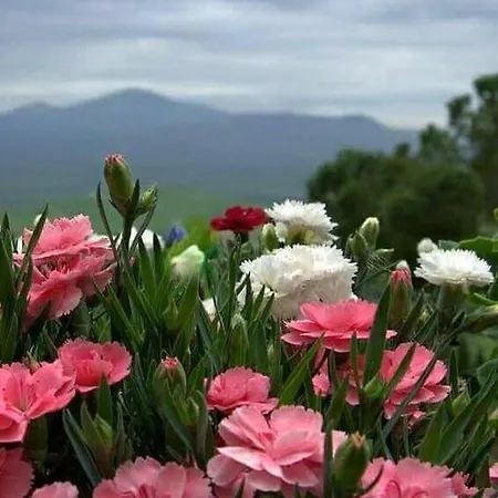 Pine Hill Marmaris * 이츠멜레르