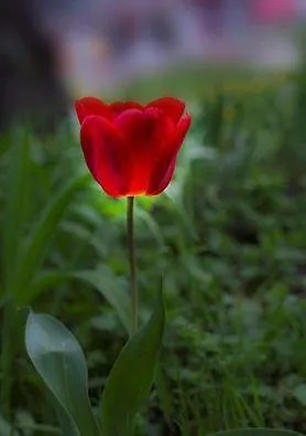 Apartahotel Pine Hill Marmaris